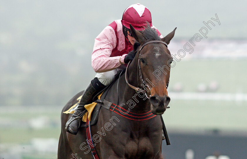 Galahad-Quest-0007 
 GALAHAD QUEST (Harry Cobden) wins The JCB Triumph Trial Juvenile Hurdle
Cheltenham 25 Jan 2020 - Pic Steven Cargill / Racingfotos.com