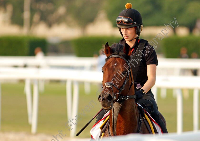 Bangkok-0002 
 BANGKOK training for the Bahrain International Trophy
Rashid Equestrian & Horseracing Club, Bahrain, 18 Nov 2020