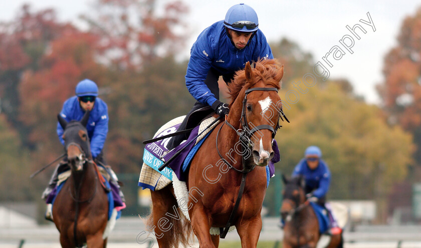 Line-Of-Duty-0001 
 LINE OF DUTY exercising ahead of The Breeders' Cup Juvenile Turf
Churchill Downs USA 30 Oct 2018 - Pic Steven Cargill / Racingfotos.com