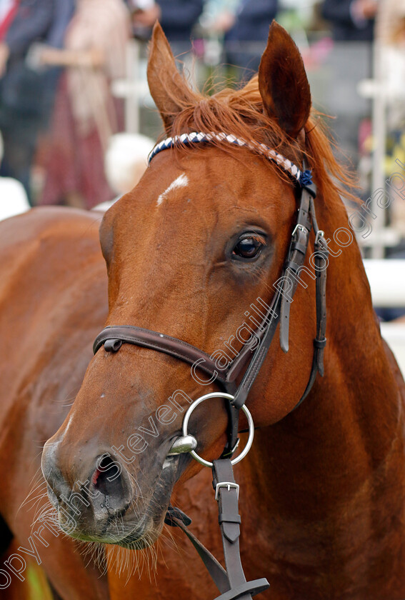 Lake-Forest-0008 
 LAKE FOREST winner of The Al Basti Equiworld Gimcrack Stakes
York 25 Aug 2023 - Pic Steven Cargill / Racingfotos.com