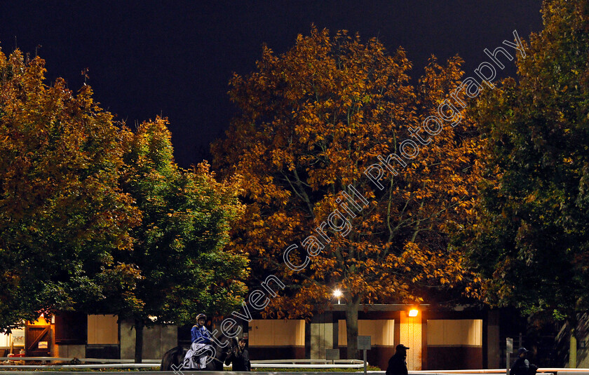 Kempton-0002 
 A horse walks to the track at Kempton 11 Oct 2017 - Pic Steven Cargill / Racingfotos.com