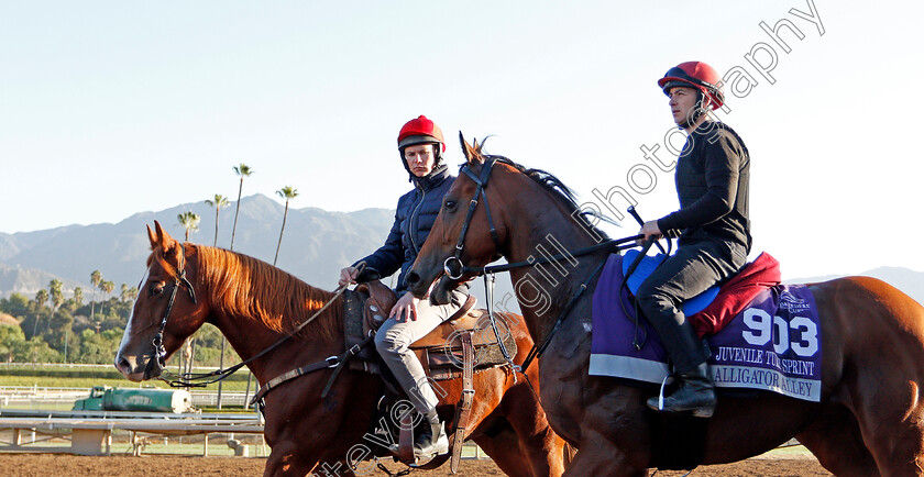 Alligator-Alley-0001 
 ALLIGATOR ALLEY (Wayne Lordan) training for the Breeders' Cup Juvenile Turf Sprint accompanied by Joseph O'Brien
Santa Anita USA 30 Oct 2019 - Pic Steven Cargill / Racingfotos.com