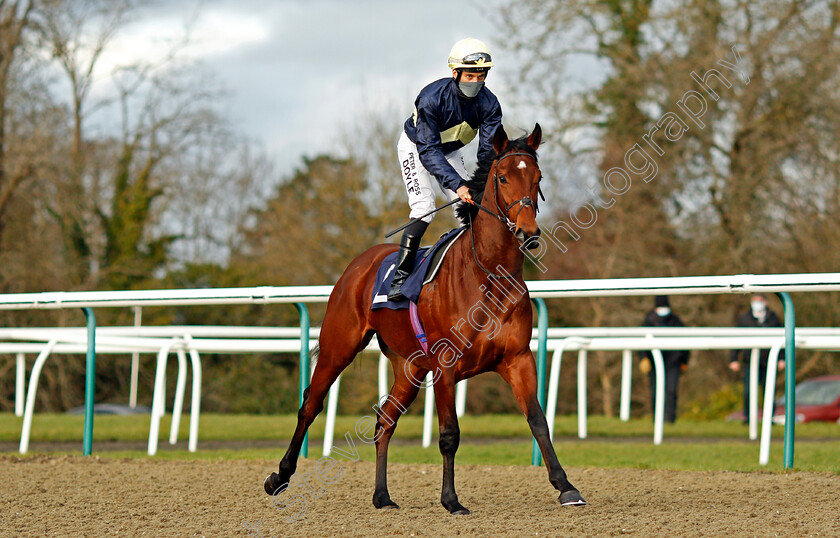 Clay-0001 
 CLAY (Sean Levey)
Lingfield 29 Jan 2021 - Pic Steven Cargill / Racingfotos.com