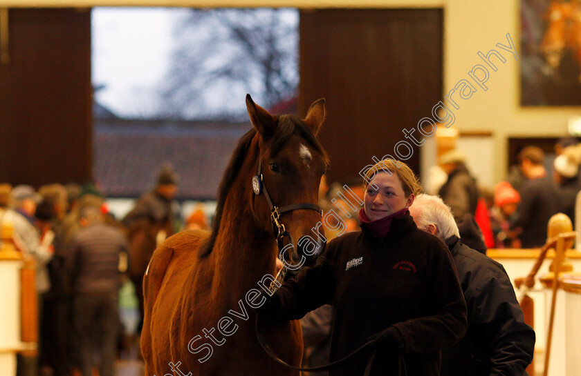 Lot-0664-filly-by-Acclamation-x-Party-Whip-0002 
 Lot 664, a filly by Acclamation x Party Whip, selling for 200,000 Guineas at Tattersalls December Foal Sale, Newmarket 30 Nov 2017 - Pic Steven Cargill / Racingfotos.com