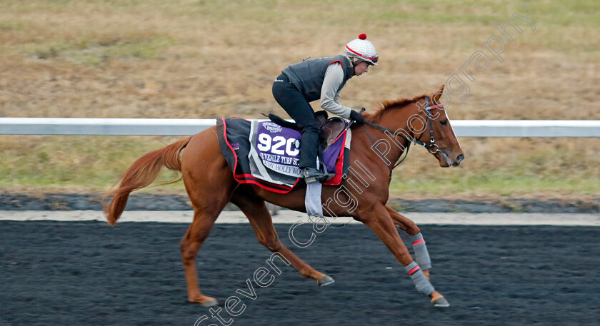 Lady-Hollywood-0001 
 LADY HOLLYWOOD training for the Breeders' Cup Juvenile Turf Sprint
Keeneland USA 1 Nov 2022 - Pic Steven Cargill / Racingfotos.com