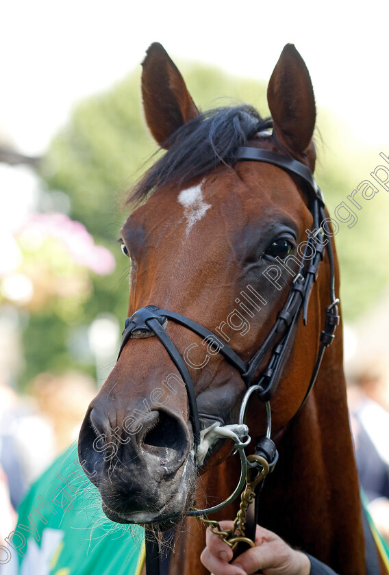 City-Of-Troy-0012 
 CITY OF TROY winner of The bet365 Superlative Stakes
Newmarket 15 Jul 2023 - Pic Steven Cargill / Racingfotos.com