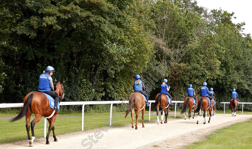 Godolphin-0002 
 A string of Godolphin horses head back to the yard
Moulton Paddocks, Newmarket 28 Jun 2019 - Pic Steven Cargill / Racingfotos.com