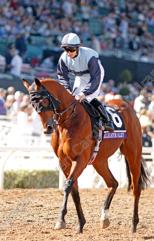 Alligator-Alley-0001 
 ALLIGATOR ALLEY (Wayne Lordan)
Santa Anita 1 Nov 2019 - Pic Steven Cargill / Racingfotos.com