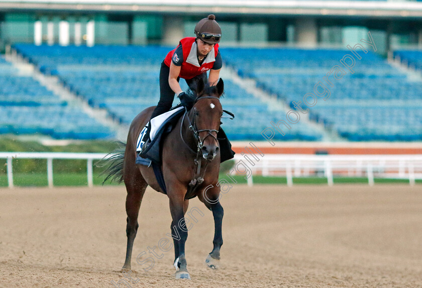 Secret-Combination-0002 
 SECRET COMBINATION training at the Dubai Racing Carnival 
Meydan 2 Jan 2025 - Pic Steven Cargill / Racingfotos.com