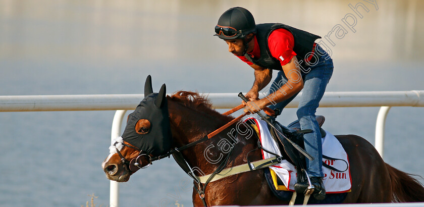 Emperor-Of-The-Sun-0001 
 EMPEROR OF THE SUN exercising in preparation for Friday's Bahrain International Trophy
Sakhir Racecourse, Bahrain 18 Nov 2021 - Pic Steven Cargill / Racingfotos.com