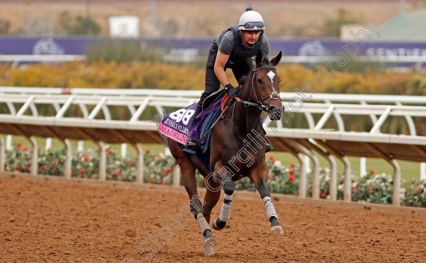 Madeline-0001 
 MADELINE exercising at Del Mar USA in preparation for The Breeders' Cup Juvenile Fillies Turf 30 Oct 2017 - Pic Steven Cargill / Racingfotos.com