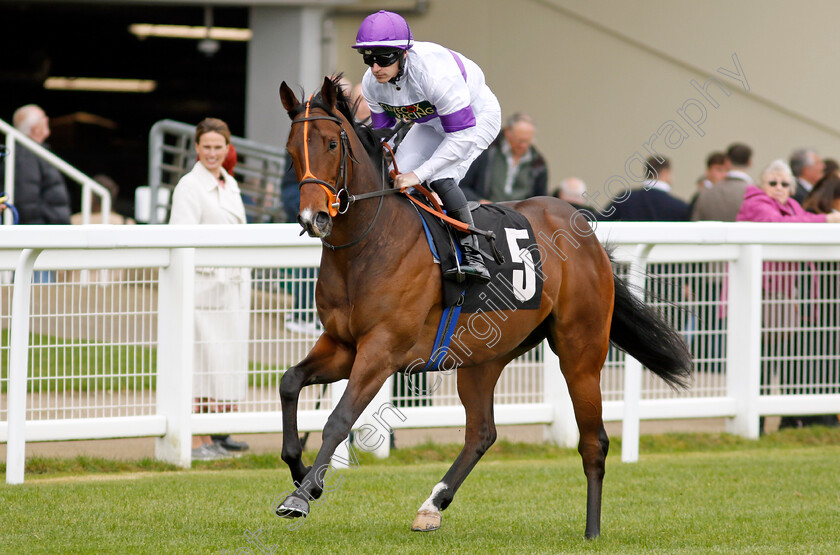 Diligently-0001 
 DILIGENTLY (Richard Kingscote)
Ascot 1 May 2024 - Pic Steven Cargill / Racingfotos.com