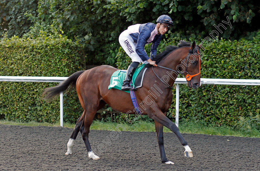 Night-Glass-0001 
 NIGHT GLASS (Thore Hammer Hansen)
Kempton 3 Sep 2021 - Pic Steven Cargill / Racingfotos.com