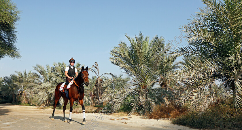 Victory-Chime-0006 
 VICTORY CHIME exercising in preparation for Friday's Bahrain International Trophy
Sakhir Racecourse, Bahrain 16 Nov 2021 - Pic Steven Cargill / Racingfotos.com