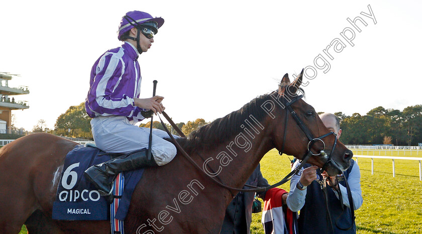 Magical-0007 
 MAGICAL (Donnacha O'Brien) after The Qipco Champion Stakes
Ascot 19 Oct 2019 - Pic Steven Cargill / Racingfotos.com