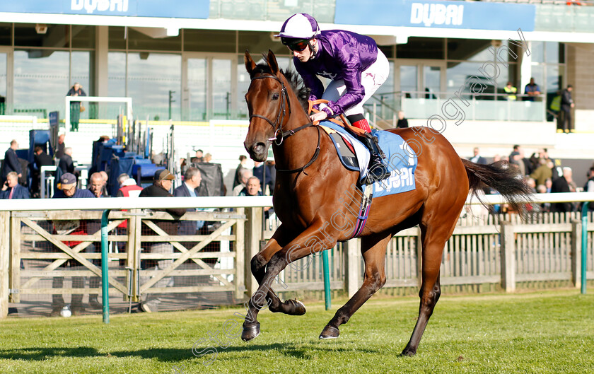 Cathedral-0002 
 CATHEDRAL (David Egan)
Newmarket 11 Oct 2024 - Pic Steven Cargill / Racingfotos.com