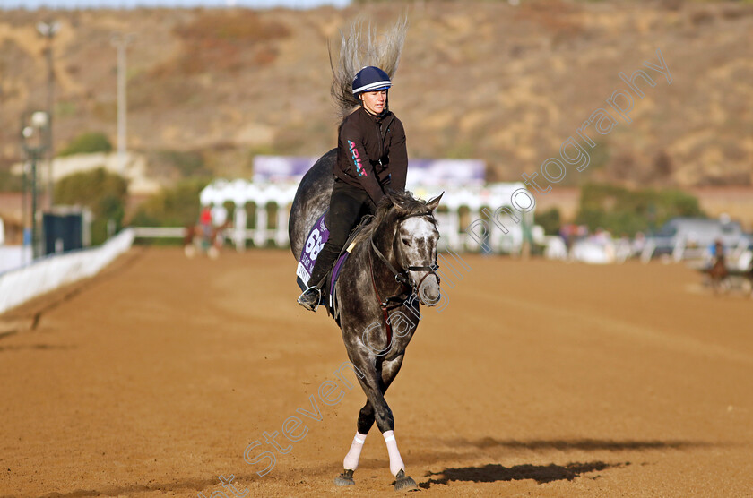 Post-Time-0001 
 POST TIME training for the Breeders' Cup Dirt Mile
Del Mar USA 31 Oct 2024 - Pic Steven Cargill / Racingfotos.com