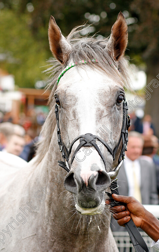 Logician-0015 
 LOGICIAN after The Sky Bet Great Voltigeur Stakes
York 21 Aug 2019 - Pic Steven Cargill / Racingfotos.com