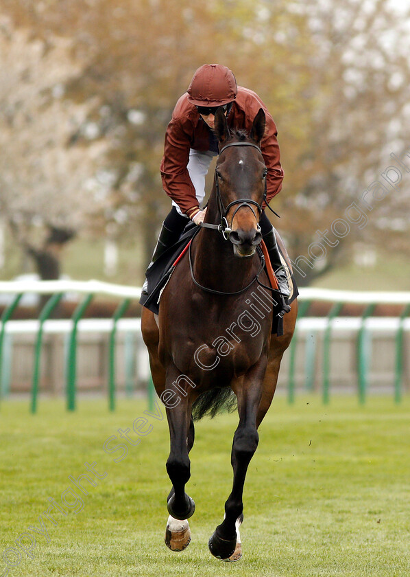 Mercenary-Rose-0001 
 MERCENARY ROSE (David Probert)
Newmarket 16 Apr 2019 - Pic Steven Cargill / Racingfotos.com