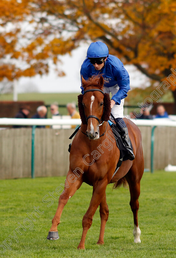 Watching-Stars-0001 
 WATCHING STARS (William Buick)
Newmarket 23 Oct 2024 - Pic Steven Cargill / Racingfotos.com