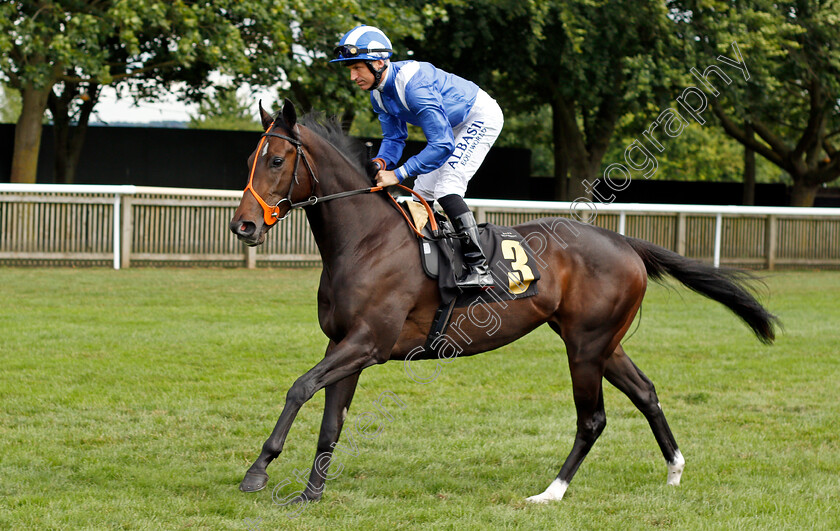 El-Darooj-0001 
 EL DAROOJ (Dane O'Neill)
Newmarket 31 Aug 2021 - Pic Steven Cargill / Racingfotos.com