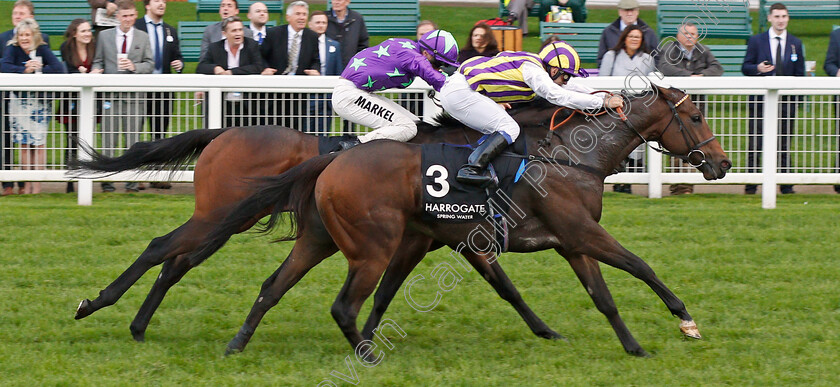 Tinto-0004 
 TINTO (Marco Ghiani) wins The Original Harrogate Water Handicap
Ascot 4 Oct 2019 - Pic Steven Cargill / Racingfotos.com