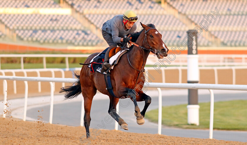 Legionario-0002 
 LEGIONARIO training at Meydan, Dubai
2 Feb 2023 - Pic Steven Cargill / Racingfotos.com