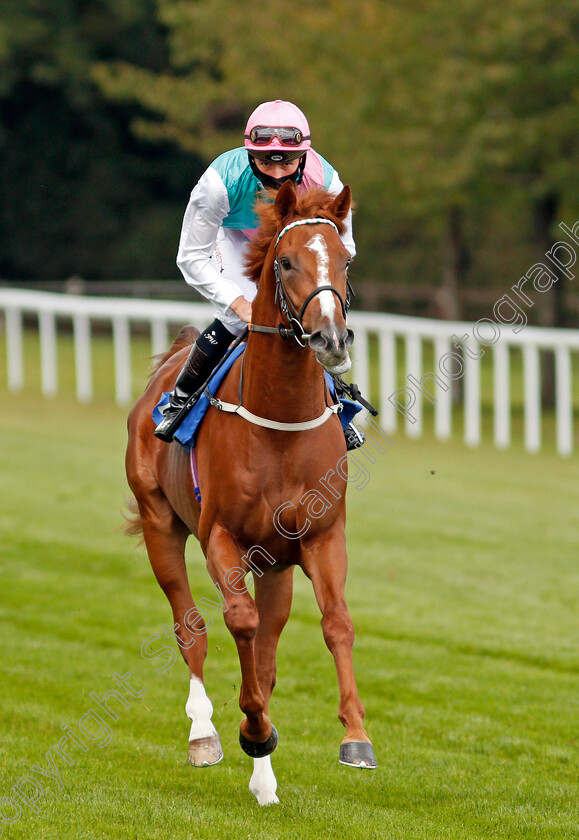 Boltaway-0001 
 BOLTAWAY (Jason Watson)
Salisbury 1 Oct 2020 - Pic Steven Cargill / Racingfotos.com