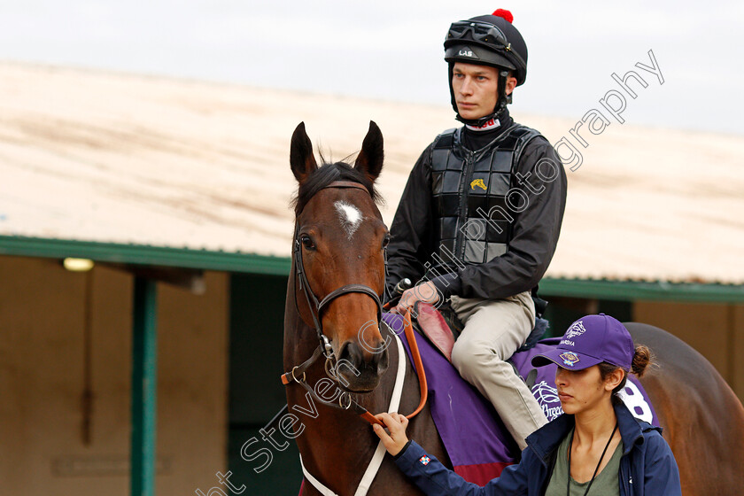 Marsha-0003 
 MARSHA (Luke Morris) training for The Breeders' Cup Turf Sprint at Del Mar USA, 1 Nov 2017 - Pic Steven Cargill / Racingfotos.com