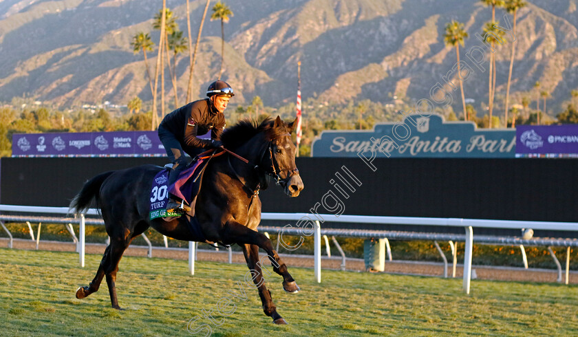 King-Of-Steel-0004 
 KING OF STEEL training for the Breeders' Cup Turf
Santa Anita USA, 1 Nov 2023 - Pic Steven Cargill / Racingfotos.com