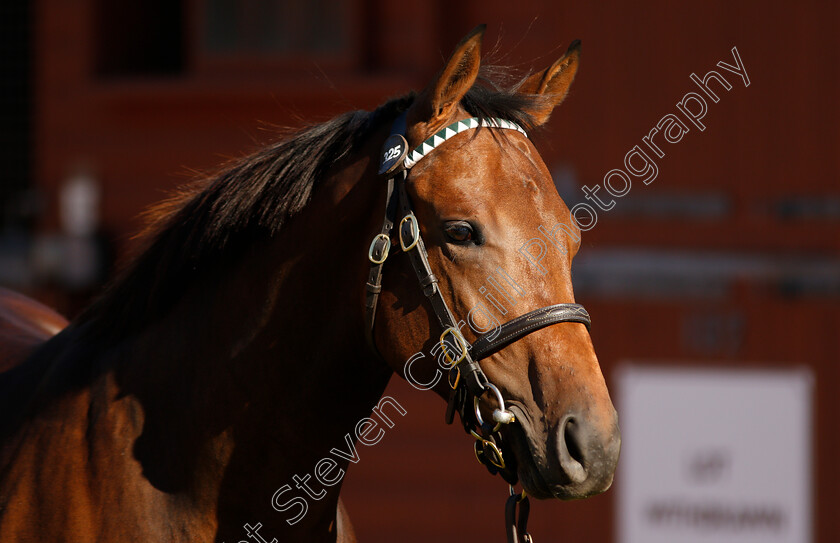 Lot-0325-Dubawi-ex-Dar-Re-Mi-0002 
 Lot 325 a colt by Dubawi ex Dar Re Mi before selling at Tattersalls Yearling Sale Book1
Newmarket 9 Oct 2018 - Pic Steven Cargill / Racingfotos.com