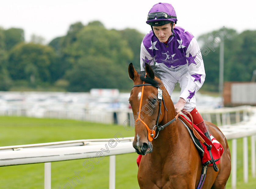 Three-Dons-0002 
 THREE DONS (David Egan)
York 19 Aug 2021 - Pic Steven Cargill / Racingfotos.com