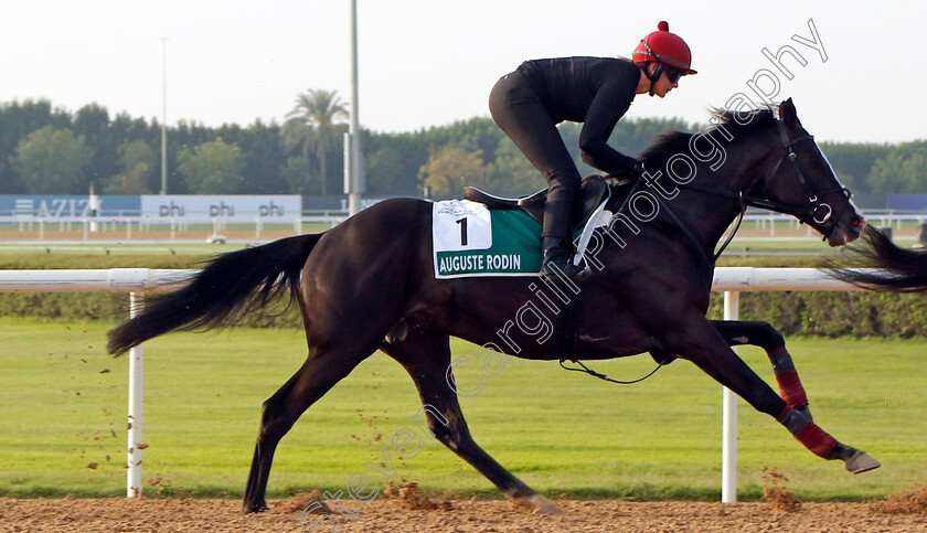 Auguste-Rodin-0002 
 AUGUSTE RODIN training for The Sheema Classic
Meydan Dubai 28 Mar 2024 - Pic Steven Cargill / Racingfotos.com