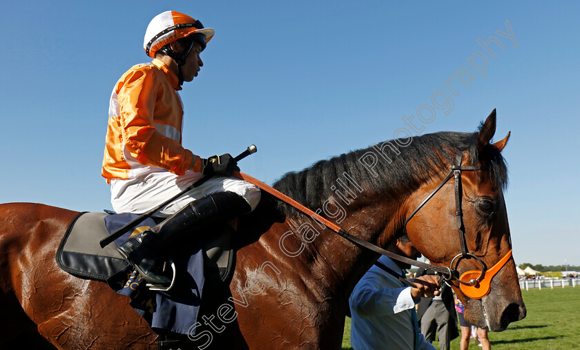 Jayarebe-0004 
 JAYAREBE (Sean Levey) winner of The Hampton Court Stakes
Royal Ascot 20 Jun 2024 - Pic Steven Cargill / Racingfotos.com