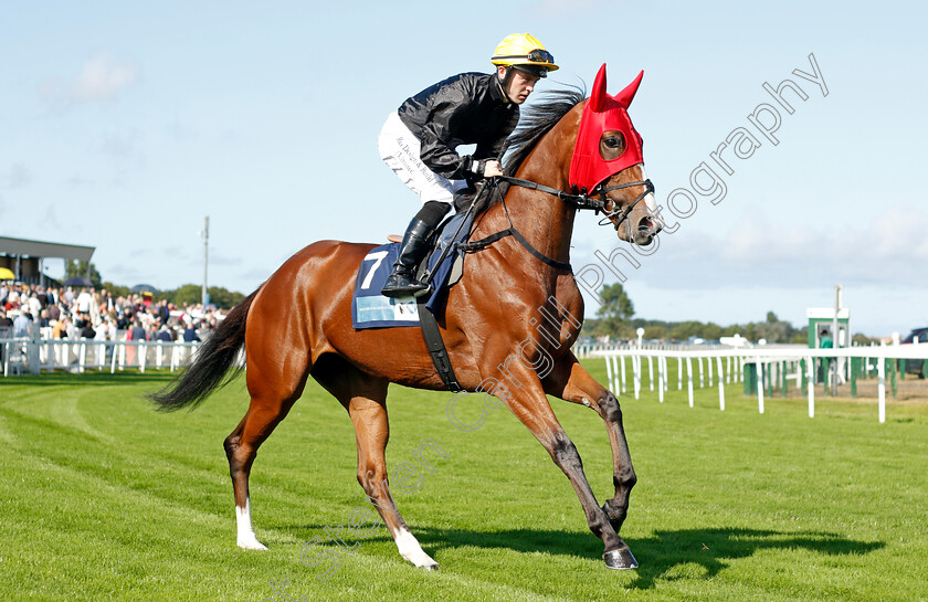 Gloria-Mundi-0001 
 GLORIA MUNDI (Ray Dawson)
Yarmouth 15 Sep 2021 - Pic Steven Cargill / Racingfotos.com