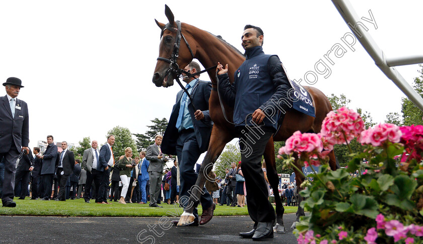 Enable-0005 
 ENABLE in the parade ring before The King George VI & Queen Elizabeth Stakes
Ascot 27 Jul 2019 - Pic Steven Cargill / Racingfotos.com