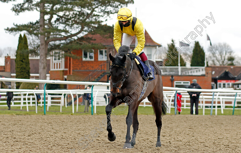 Yazaman-0001 
 YAZAMAN (Cieren Fallon)
Lingfield 6 Mar 2021 - Pic Steven Cargill / Racingfotos.com