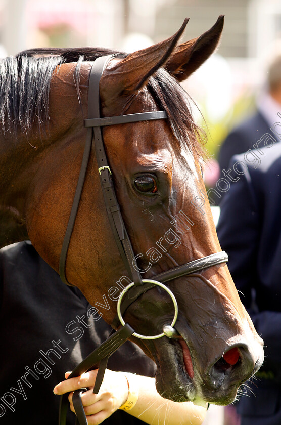 Lezoo-0010 
 LEZOO winner of The Princess Margaret Keeneland Stakes
Ascot 23 Jul 2022 - Pic Steven Cargill / Racingfotos.com