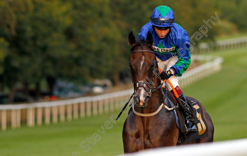 King-Cabo-0002 
 KING CABO (Cieren Fallon)
Newmarket 4 Aug 2023 - Pic Steven Cargill / Racingfotos.com