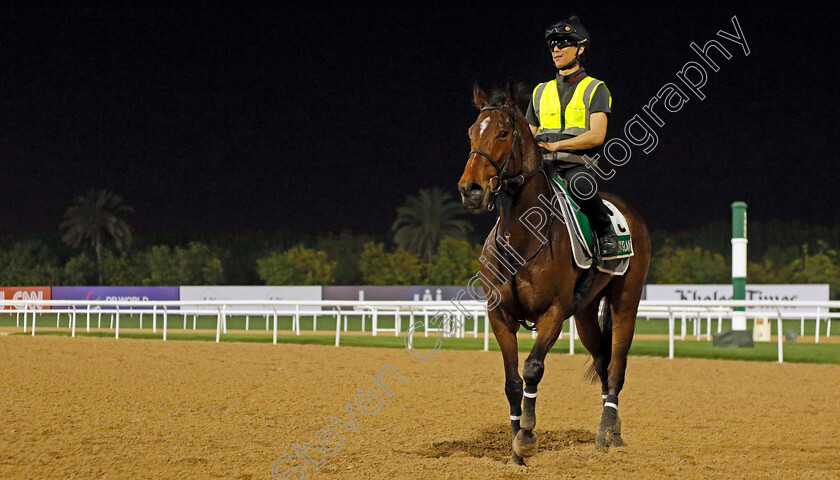 Liberty-Island-0005 
 LIBERTY ISLAND training for The Sheema Classic
Meydan Dubai 26 Mar 2024 - Pic Steven Cargill / Racingfotos.com