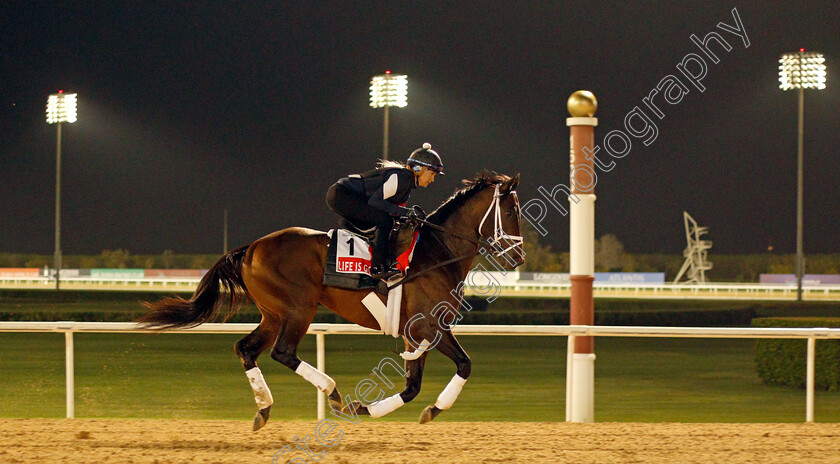 Life-Is-Good-0001 
 LIFE IS GOOD training for the Dubai World Cup
Meydan, Dubai, 23 Mar 2022 - Pic Steven Cargill / Racingfotos.com