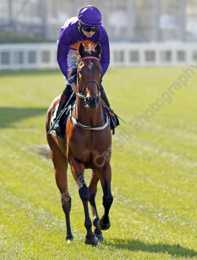 The-X-O-0001 
 THE X O (Robert Havlin)
Ascot 3 May 2023 - Pic Steven Cargill / Racingfotos.com