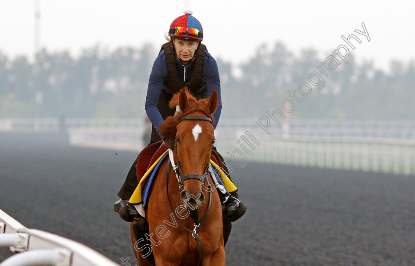 Saffron-Beach-0001 
 SAFFRON BEACH training for the Dubai Turf
Meydan, Dubai, 22 Mar 2022 - Pic Steven Cargill / Racingfotos.com