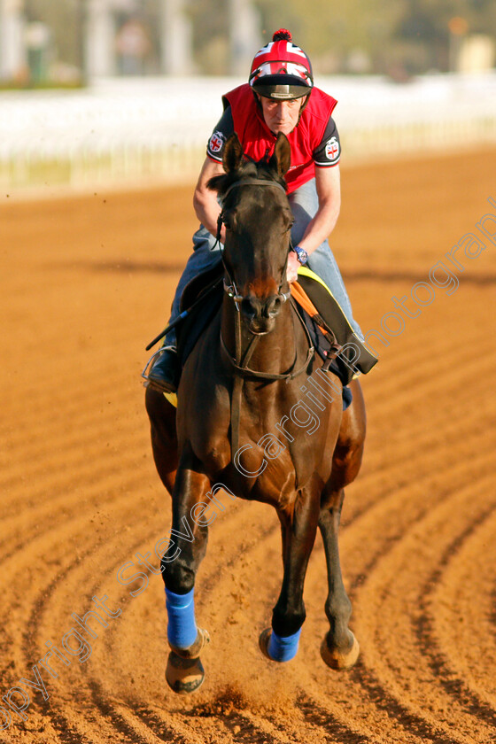 Solid-Stone-0001 
 SOLID STONE training for the Neom Turf Cup
King Abdulaziz Racetrack, Riyadh, Saudi Arabia 23 Feb 2022 - Pic Steven Cargill / Racingfotos.com