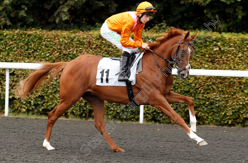 Rajman-0001 
 RAJMAN (Luke Morris)
Kempton 15 Aug 2018 - Pic Steven Cargill / Racingfotos.com