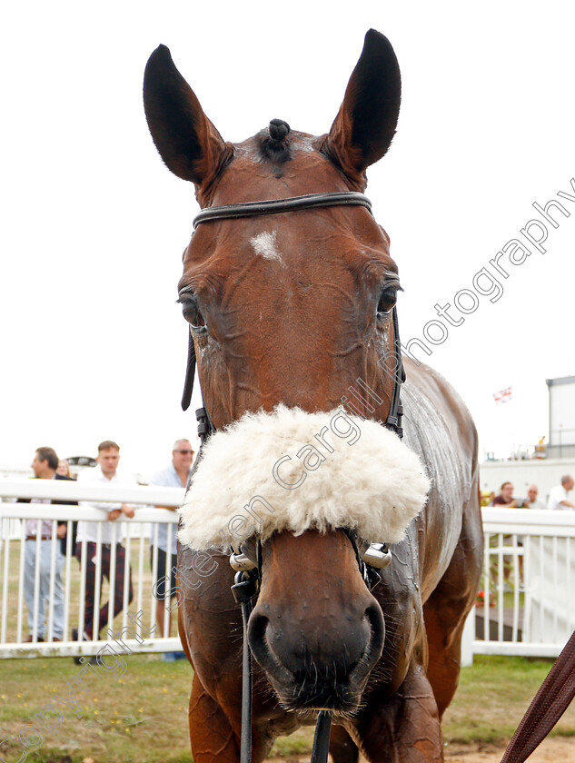 Molliana-0009 
 MOLLIANA Champion Horse of the Channel Islands, after winning The Oakbridge Clarendon Handicap
Les Landes, Jersey 26 Aug 2019 - Pic Steven Cargill / Racingfotos.com