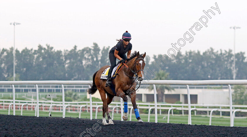 Sir-Busker-0003 
 SIR BUSKER training for the Dubai Turf
Meydan, Dubai, 21 Mar 2023 - Pic Steven Cargill / Racingfotos.com