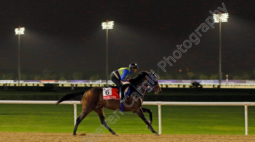 Wilson-Tesoro-0001 
 WILSON TESORO training for The Dubai World Cup
Meydan Dubai 26 Mar 2024 - Pic Steven Cargill / Racingfotos.com