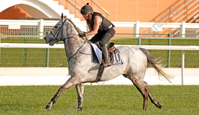 Librisa-Breeze-0001 
 LIBRISA BREEZE exercising in preparation for The Al Quoz Sprint Meydan 28 Mar 2018 - Pic Steven Cargill / Racingfotos.com