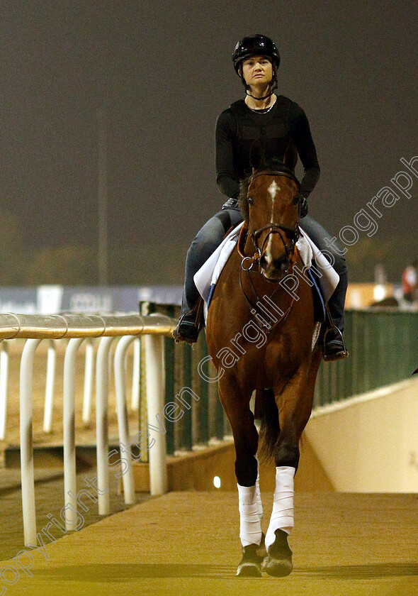 Stormy-Liberal-0001 
 STORMY LIBERAL training for The Al Quoz Sprint
Meydan 28 Mar 2019 - Pic Steven Cargill / Racingfotos.com